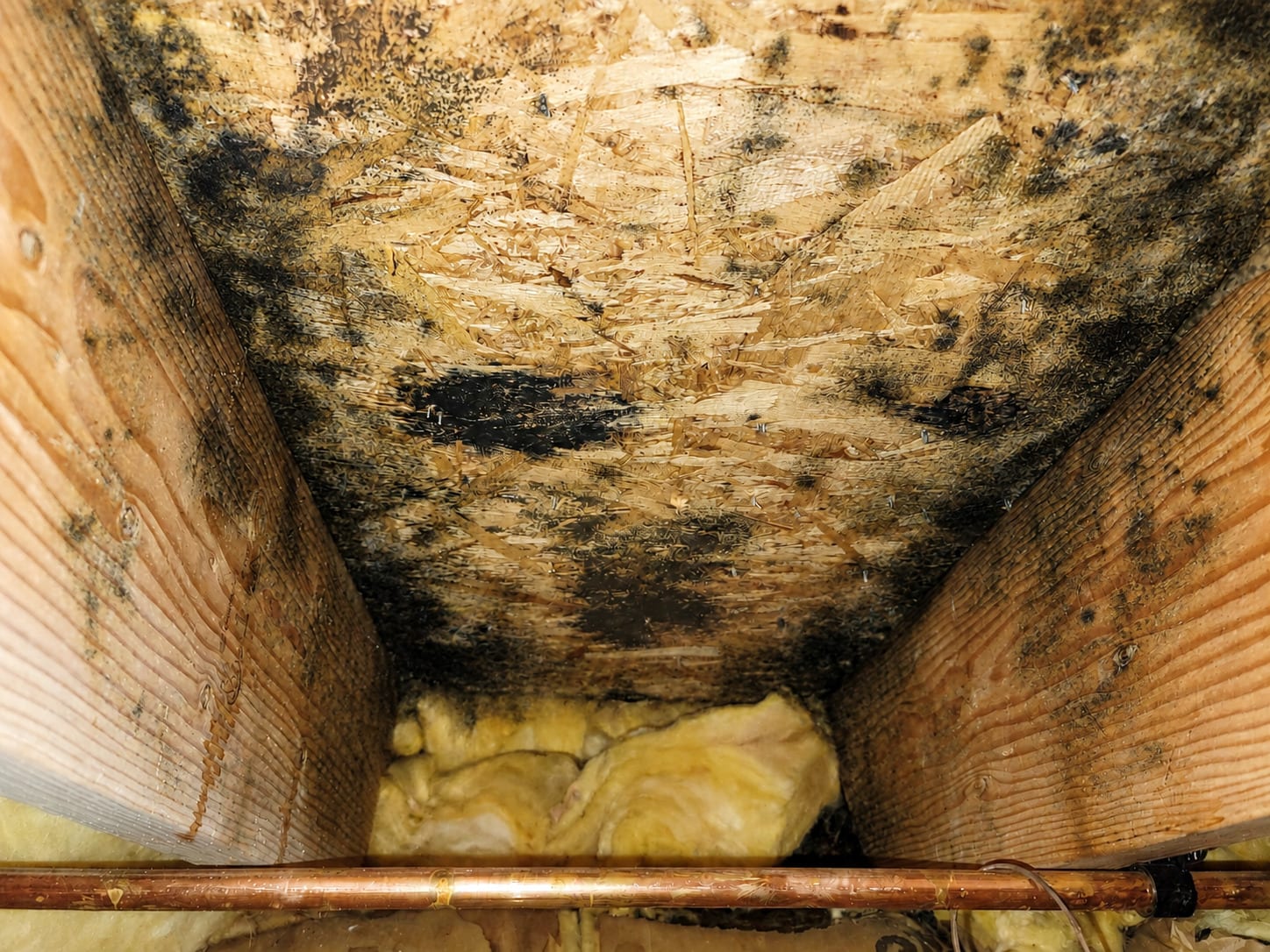Black mold spots on attic roof sheathing between rafters