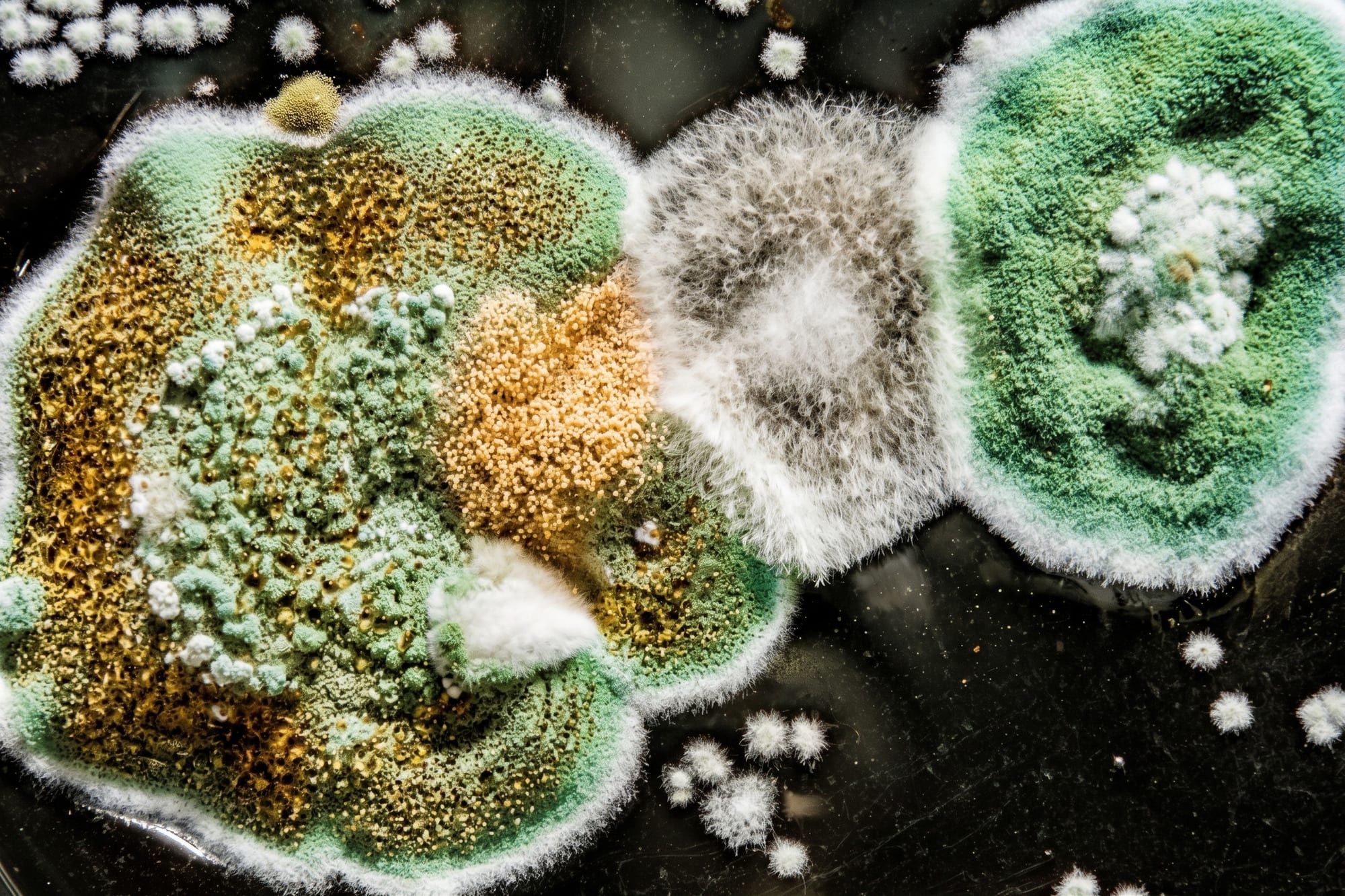 Close-up of green, grey and yellow mold colonies growing in a clear dish