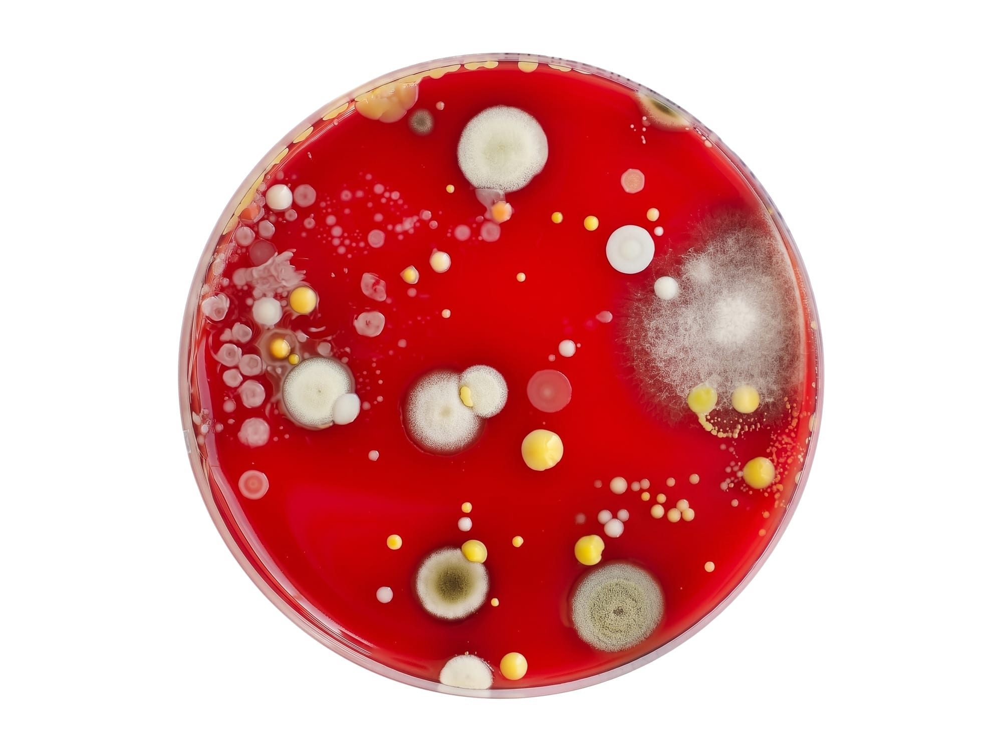 Mold and bacteria colonies growing on red agar in a glass petri dish